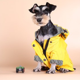 Resim Sevimli köpeğinizi sıcak ve kuru tutun bu şık çizgili yağmurlukla! Noel hediyesi 