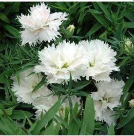 Resim Beyaz Çin Karanfili Çiçeği 5 Adet 