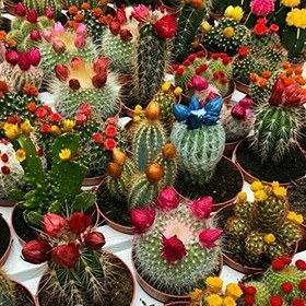 Resim Karışık Kaktüs Bitkileri Çiçeği Tohumu (9000 tohum) 