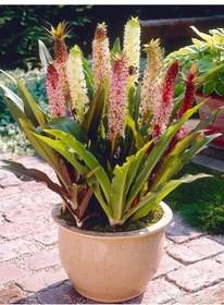 Resim Soğuklara Dayanıklı Eucomis Comosa Ananas Çiçeği Zambağı Soğanı 1 Adet 