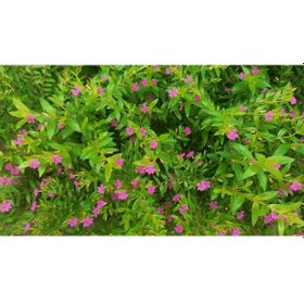 Resim KUFEYA CENNET ÇİÇEĞİ 5 ADET 