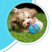 Resim 12 adet Yer Temelli Köpek Topu, 6cm Elastik Kauçuk Oyuncaklar, Canlı Küre Tasarımı ile - İç ve Dış Mekan Oyunları için Mükemmel, Tüm Irklar Boyutları, Canlı Köpek Oyuncakı|Küre Tasarımı|Dayanıklı Köpek Oyuncakı, Köpek Oyuncakları, Pil Olmadan 