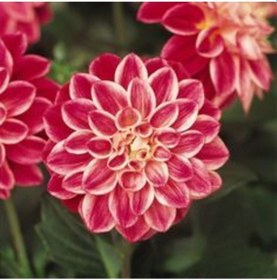 Resim 2 Adet Degrade Dinnerplate Dahlia Yıldız Çiçek Soğanı 