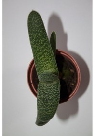 Resim Gasteria Pillansii Sukulent Tekli 5,5 Cm Saksıda 