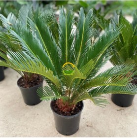 Resim Sikas Bitkisi 'cycas Revoluta' 