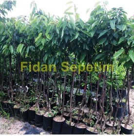 Resim 3 Yaş Aşılı Starksgold Tozlayıcı Kiraz Fidanı 