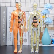 Resim 30 Parça İnsan Anatomisi Model Seti - Çıkarılabilir İskelet ve Tam Gövde - Gençler için STEM Eğitici Araç, Çıkarılabilir Organlarla Tıp Öğretim Skelet Modeli, Bilim Sınıfları ve İnsan Yapısı Öğrenimi İçin Uygun 