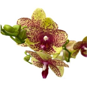 Resim Phalaenopsis 'wild Geel' Sarı Orkide Ø12 Cm 45-50 Cm 