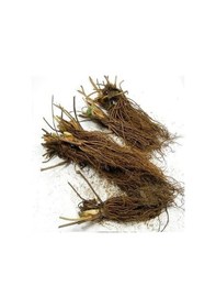 Resim 15 Adet Albion Açık Köklü Frigo Taze Yediveren Çilek Fidanı Fidesi 