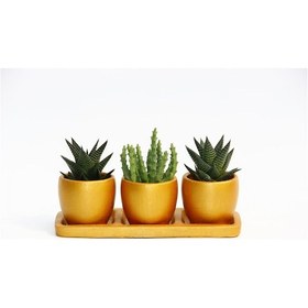 Resim Trio Orange Sukulent Seti - Haworthia. Huernia 