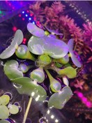 Resim Eichhornia Crassipes Su Sümbülü M Boy Canlı Akvaryum Bitkisi - Adet 5-6 Yaprak 