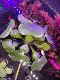 Resim Eichhornia Crassipes Su Sümbülü M Boy Canlı Akvaryum Bitkisi - Adet 5-6 Yaprak 