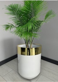 Resim Dekoratif Gold Darbuka Parlak Beyaz Saksı 60cm 