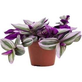 Resim Antaoryum Çiçeği Sevgililer Gününe Özel Telgraf 