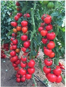 Resim Sırık Domates Tohumu Sırık Domates 15 Tohum + Tohum 