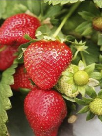 Resim Rüzgarbotanik Red Chief Çilek Fidesi 30Adet 