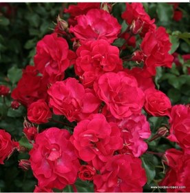 Resim Tüplü Kokulu Çok Goncalı Yayılıcı Rotilia Soğuklara Dayanıklı Gül Fidanı 