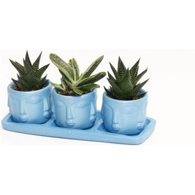 Resim TRİO MAVİ ADLER SUKULENT SETİ - Haworthia Limifolia, Huernia 