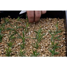 Resim Vermikülit 3 LT (450-500 GR) Tarımsal Vermikülit Toprak Düzenleyici Vermikülit Vermikülit 