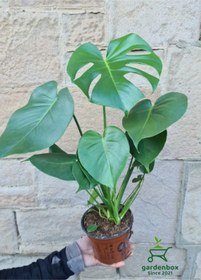 Resim Perlak Canlı Yapraklı Deve Tabanı Çiçeği 1 Adet Saksılı 30-50cm 