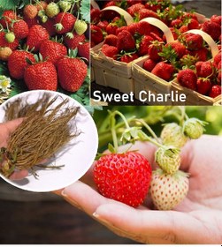 Resim Sweet Charlie Çilek Fidesi 70 Adet Yediveren Çilek Fide Açık Kök 