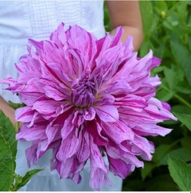 Resim Xxl İri Çiçekli Mom's Special Dahlia Yıldız Çiçeği Soğanı Yumrusu 1 Adet 