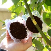 Resim 1 adet/10 adet/20 adet Bitki Kök Büyüme Kutusu, Yeniden Kullanılabilir Hasarsız Yüksek Basınçlı Çoğaltma Ampulü Bitki Kök Aşı Cihazı Kutusu Hava Tabakalaşması için Hızlı Bitki Çoğaltımı için 