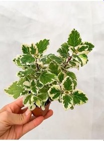 Resim Adaçayı Kokulu Sarkıcı Sukulent Beyaz Alacalı Variegata Plectranthus Madagascariensis ‘Lynne’ 