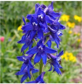 Resim HAZERAN ÇİÇEĞİ TOHUMU 