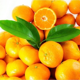 Resim Tüplü Aşılı Bol Verimli Aromalı Sulu Miho Wase Mandalina Fidanı 