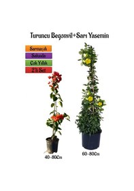 Resim Turuncu Begonvil Çiçeği Fidanı+sarı Yasemin Fidanı 2'li Bahçe Peyzaj Seti 