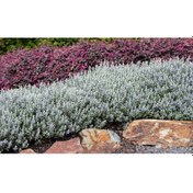 Resim Zeytin Çalısı - Teucrium Fruticans 50'li Set - Dekoratif Peyzaj B 