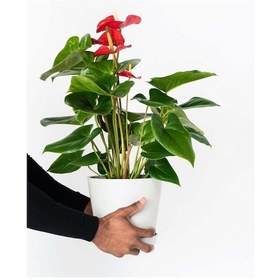 Resim Anthoryum - Flamingo Çiçeği Anthurium 2 Adet 