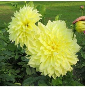 Resim İri Çiçekli Sarı Renkte Kelvin Floodlight Dahlia Yıldız Çiçeği Yumrusu 1 Adet 