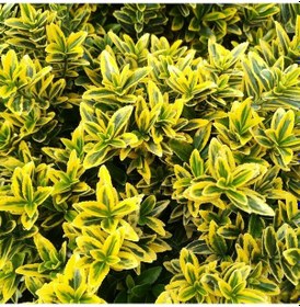 Resim Altuni Çıtır Taflan - Euonymus Microphyllus Pulchellus Aureus Ce 