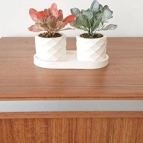 Resim Beton Saksıda Yeşillik Pudralı Masa Çiçeği 2 Li Turuncu -Koyu Yeşil Turuncu Koyu Yeşil Tek Ebat 