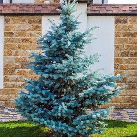 Resim Mavi Ladin Picea Pungens Glauca 40 -60 Cm 