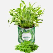 Resim Konserve Bahçem Roka Fide Yetiştirme Kiti 