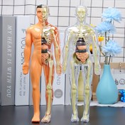 Resim 30 Parça İnsan Anatomisi Model Seti - Çıkarılabilir İskelet ve Tam Gövde - Gençler için Eğitici STEM Kiti - Tıp Öğretimi İskelet Model Kit'i ile Çıkarılabilir Organlar, Bilim Sınıfı Sergileri ve Sergileme Araçları 
