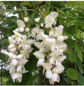 Resim Tüplü Yoğun Kokulu Beyaz Çiçekli Akasya Fidanı 150-200 Cm 
