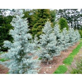 Resim Mavi Servi Ağacı Cupressus Arizonica 10 Adet 