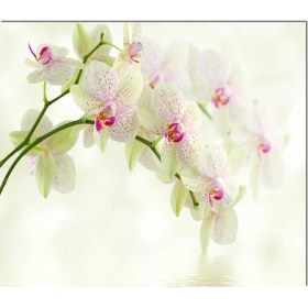 Resim Olinpa Cam Ocak Arkası Koruyucu | Çiçek Desenli 