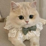 Resim Kedi Tasma Papyonlu Kedi Yavru Kolye Takı, Ayarlanabilir Evcil Kedi Tasma Dantel Fırfırlar 