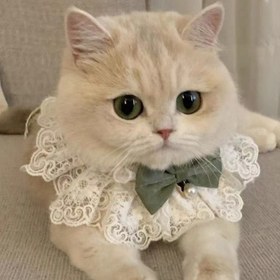 Resim Kedi Tasma Papyonlu Kedi Yavru Kolye Takı, Ayarlanabilir Evcil Kedi Tasma Dantel Fırfırlar 