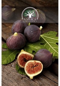 Resim 6 Adet - Durdane Bursa Siyahı Siyah İncir Fidanı 3 Yaş 