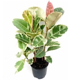 Resim Alacalı Kauçuk Çiçeği 2'li 80-100cm 