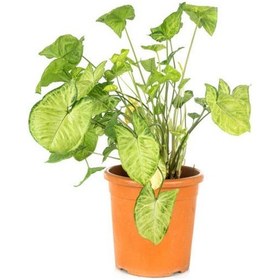 Resim Canlı Melek Kanadı Çiçeği 1 Adet Saksılı İç Mekan Sarmaşık Bitki 