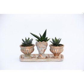 Resim Trio Helen Orange Sukulent Seti - Haworthia Pumila. Aloe Ferox 
