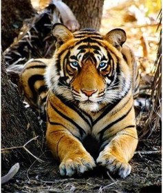 Resim Koyu Gri Dıy 5d Elmas Boyama Şelale Kaplan Elmas Nakış Çapraz Dikiş Tam Yuvarlak Matkap Taklidi Mozaik Manzara Duvar Sanatı 40x50cm 