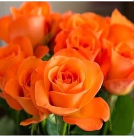 Resim Avantajlı Videolu Turuncu Yediveren Kokulu 1 Adet Gül Fidanı 10-15 Cm (Orange Rose) 